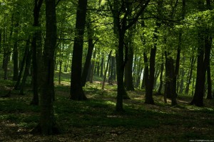 shady-forest